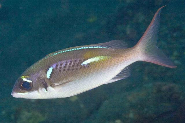  Scolopsis xenochrous (Oblique-barred Monocle Bream)